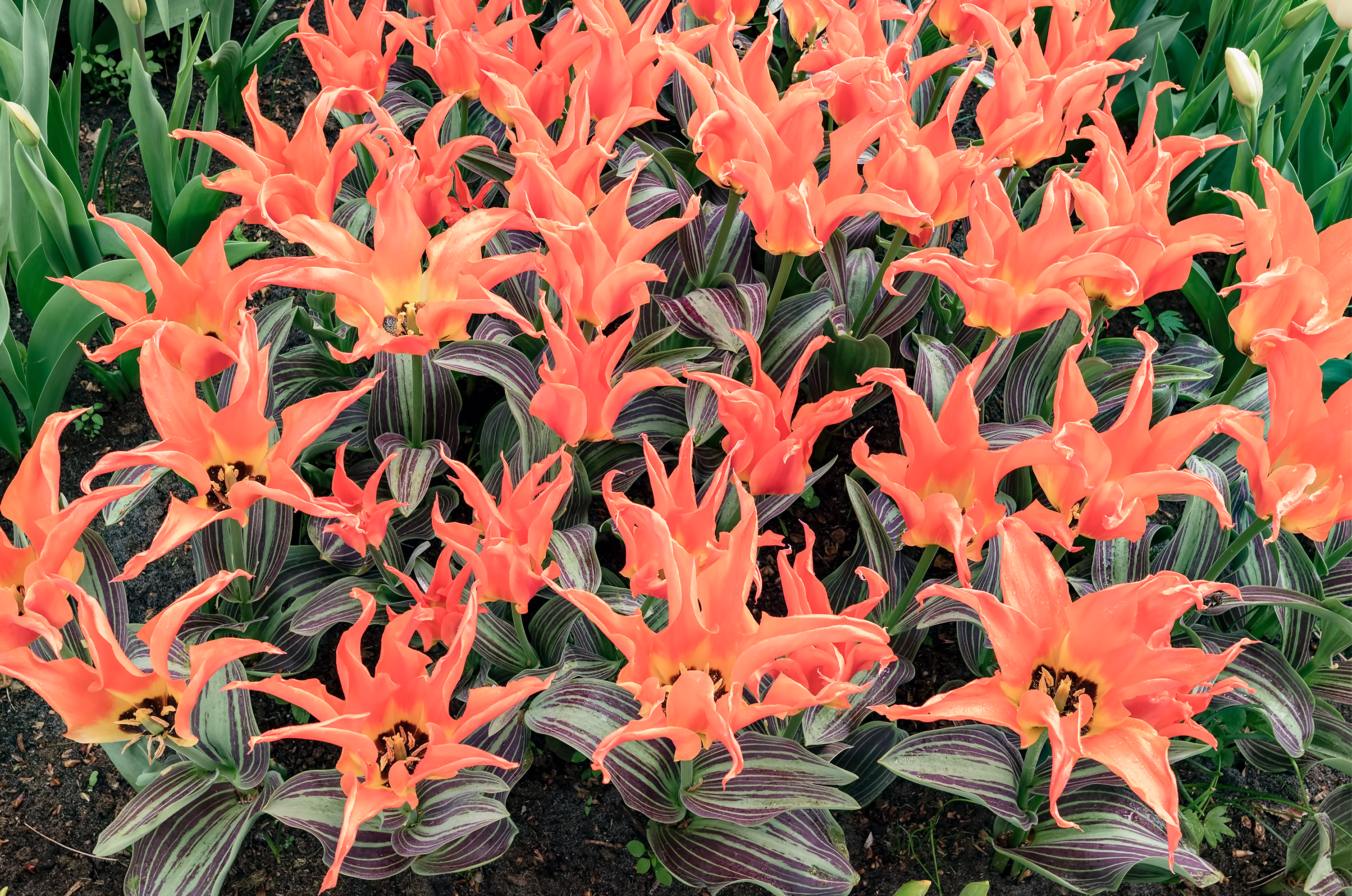 FLOWERS photo 3