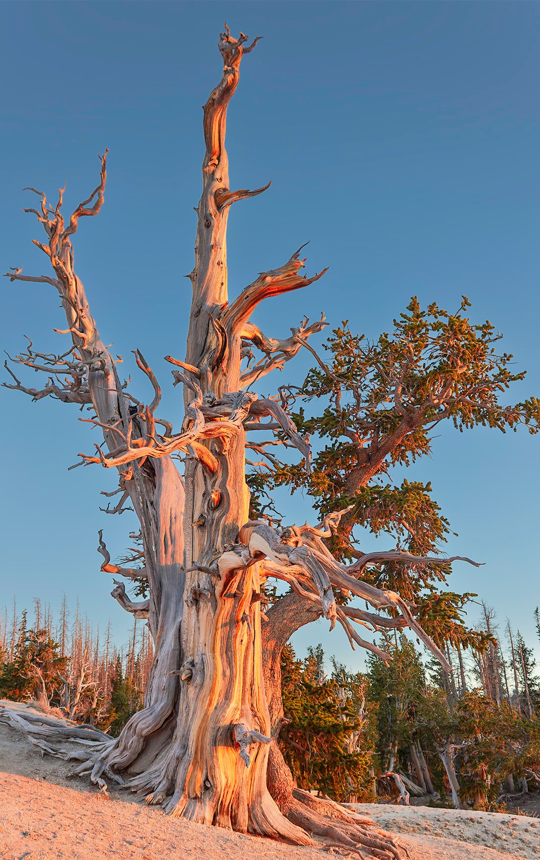 TREES photo 3