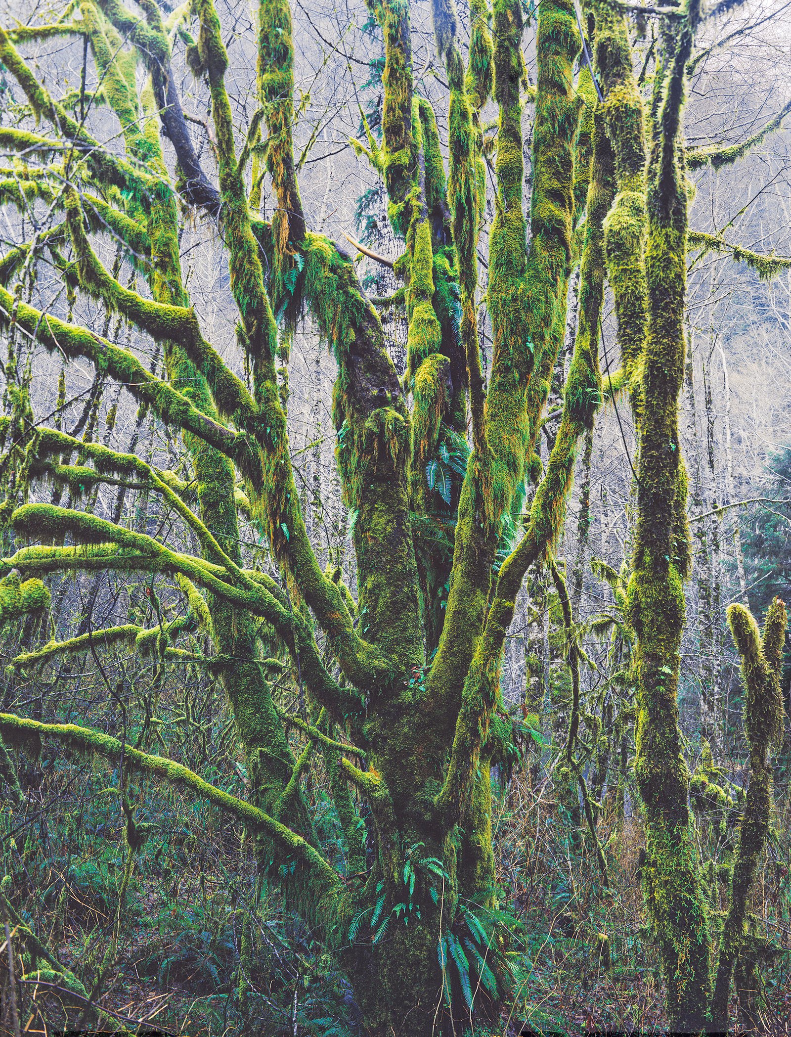TREES photo 4