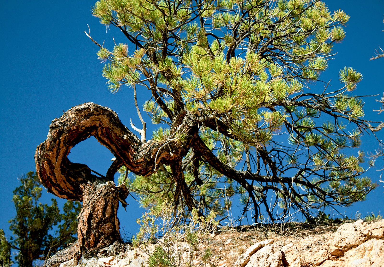 TREES photo 5
